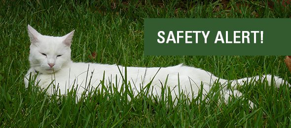 Cat Mutilations in Timbergrove